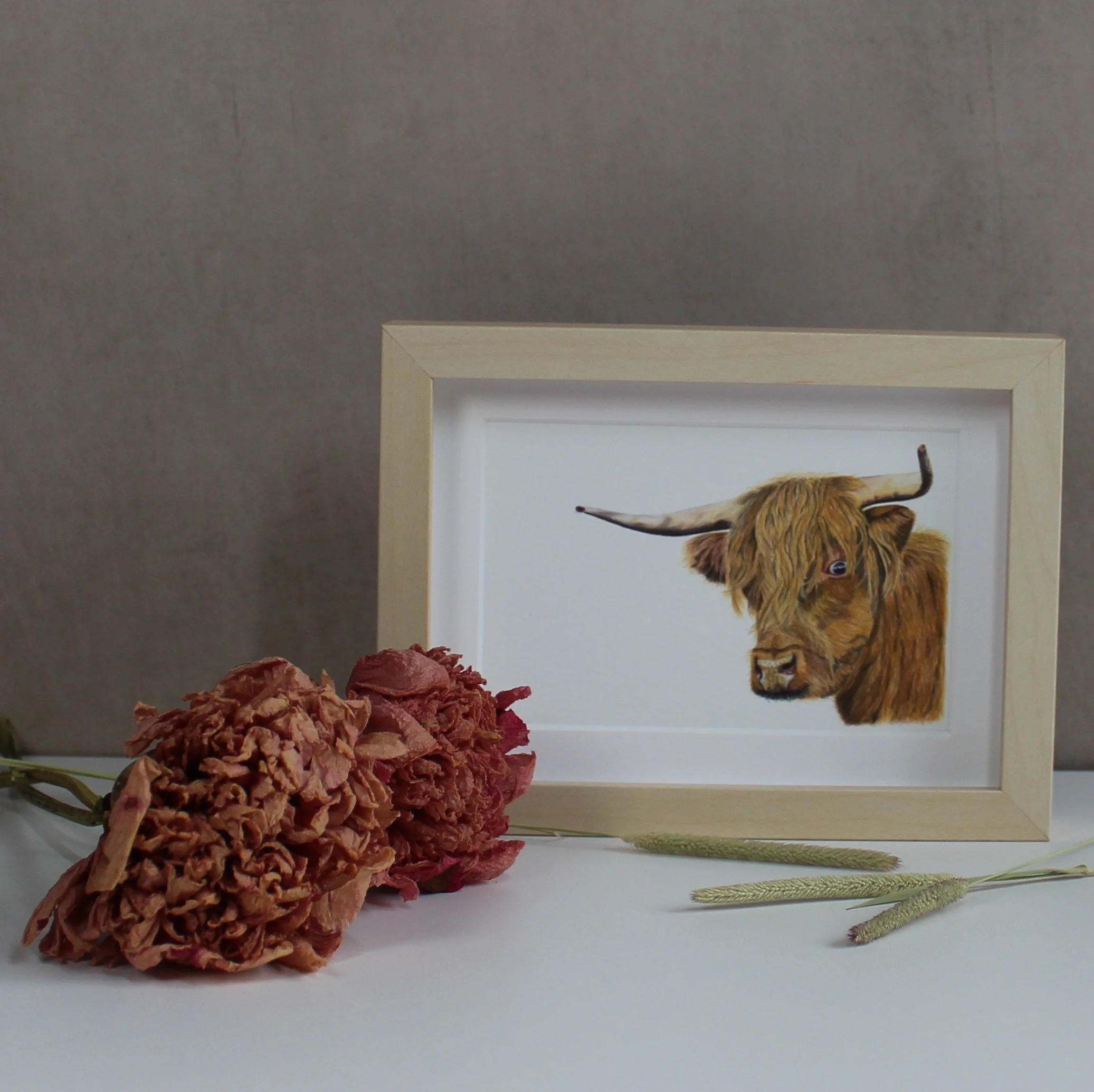 Highland cow small framed fine art print