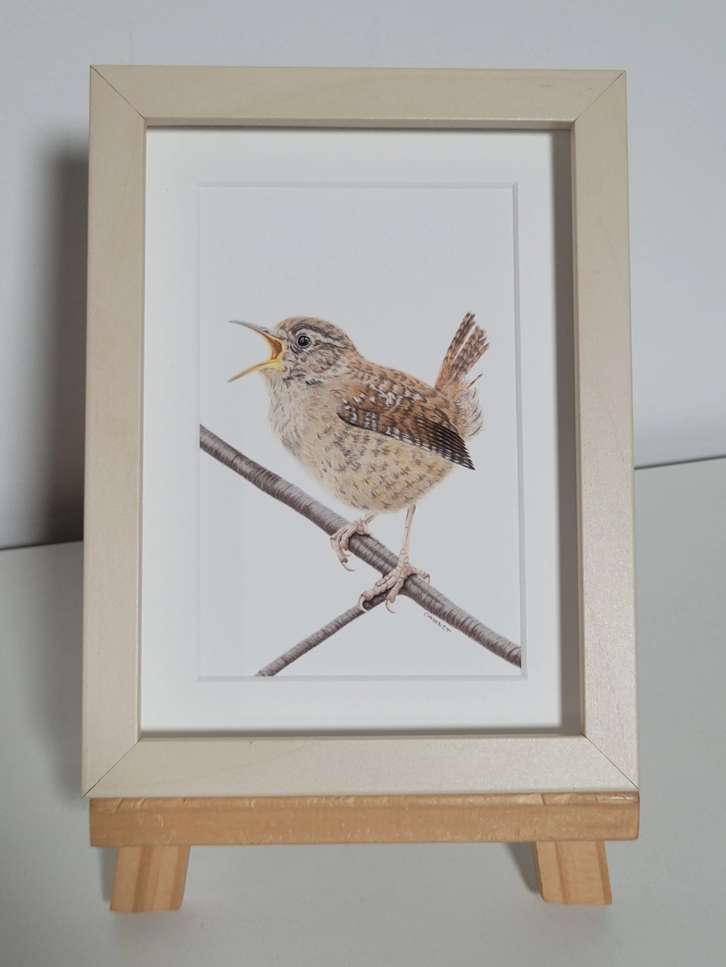 A singing wren fine art print in a frame.