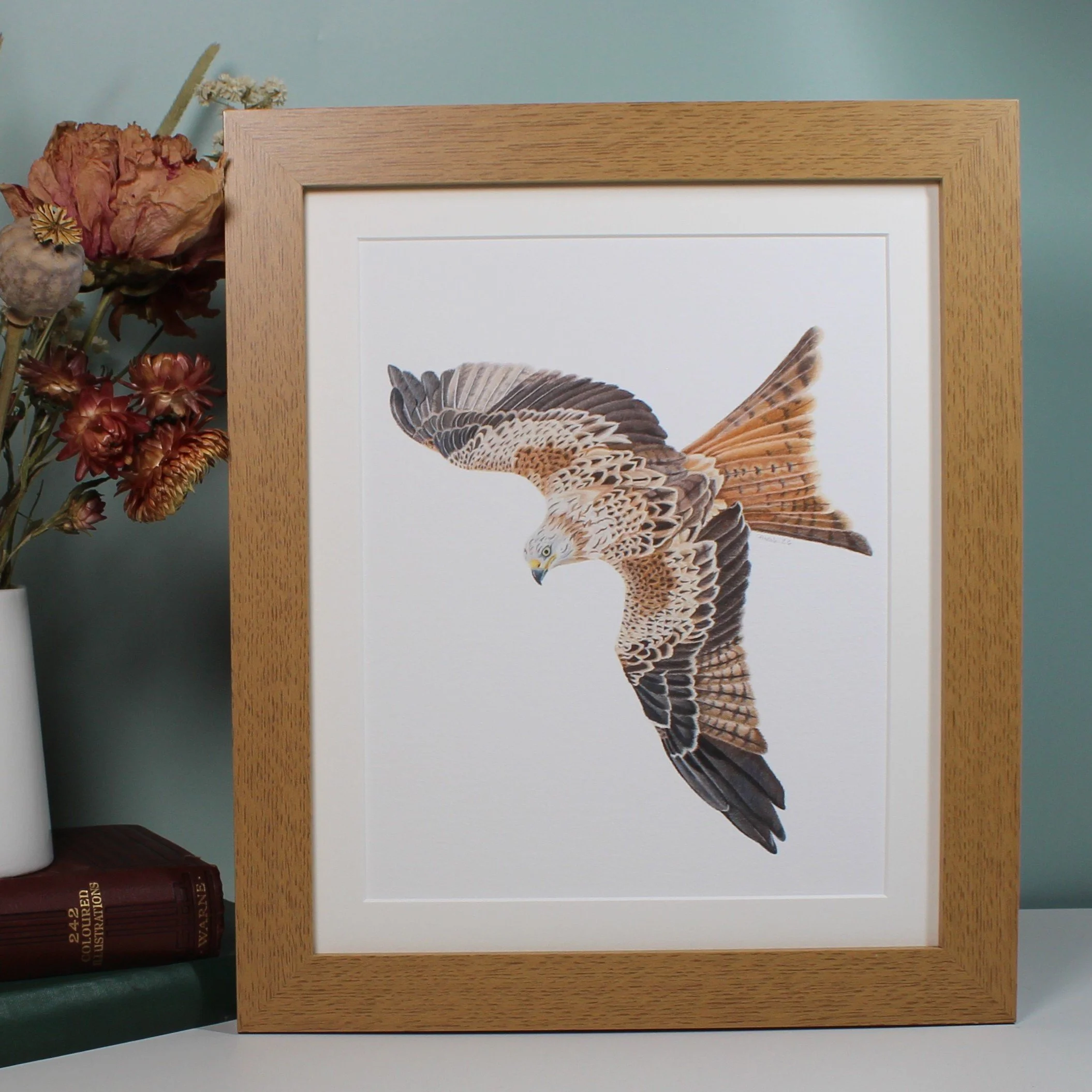 Red kite large framed fine art mounted print.