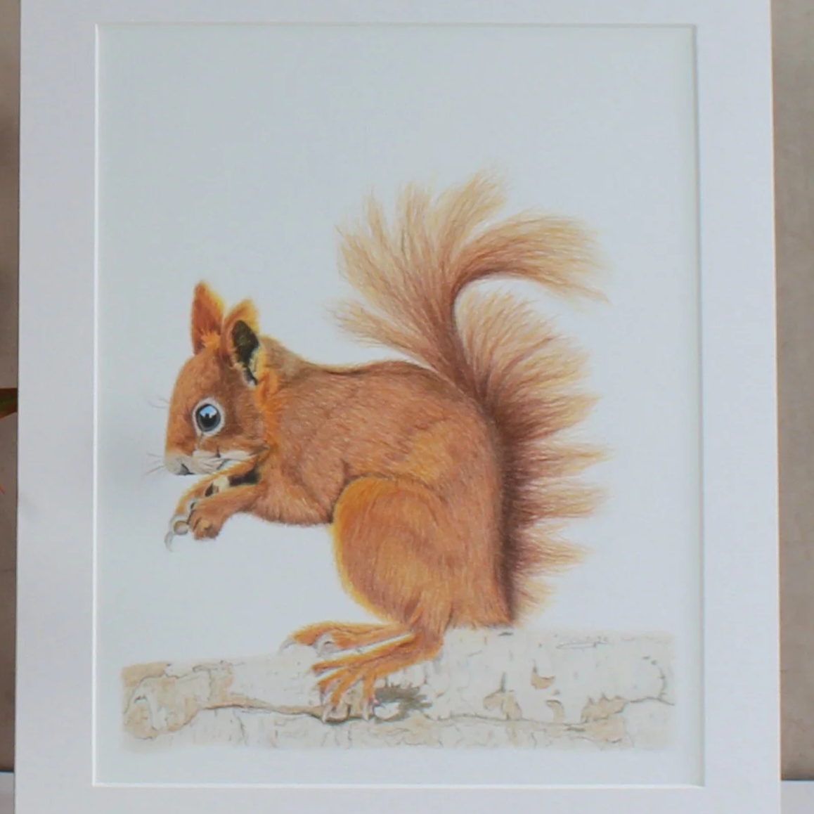 A close up photo of a red squirrel mounted fine art print.