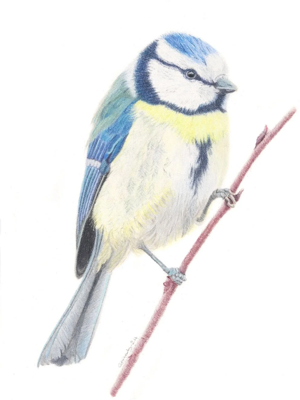 Blue tit drawing.