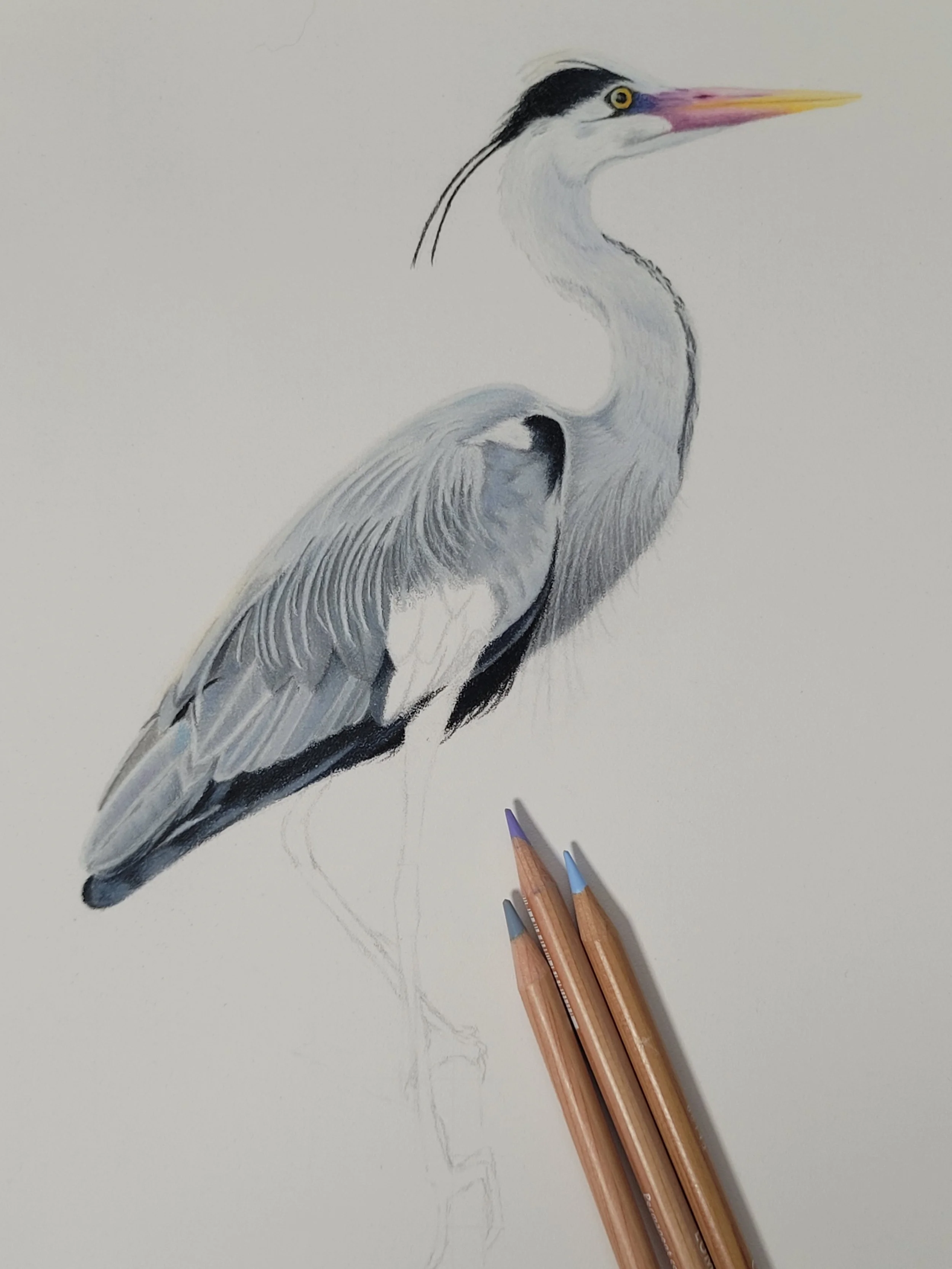 Work in progress photo of a grey heron drawing.