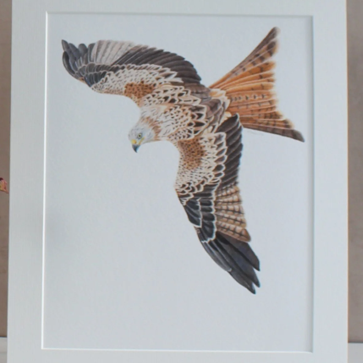 A close up photo of a red kite fine art mounted print.