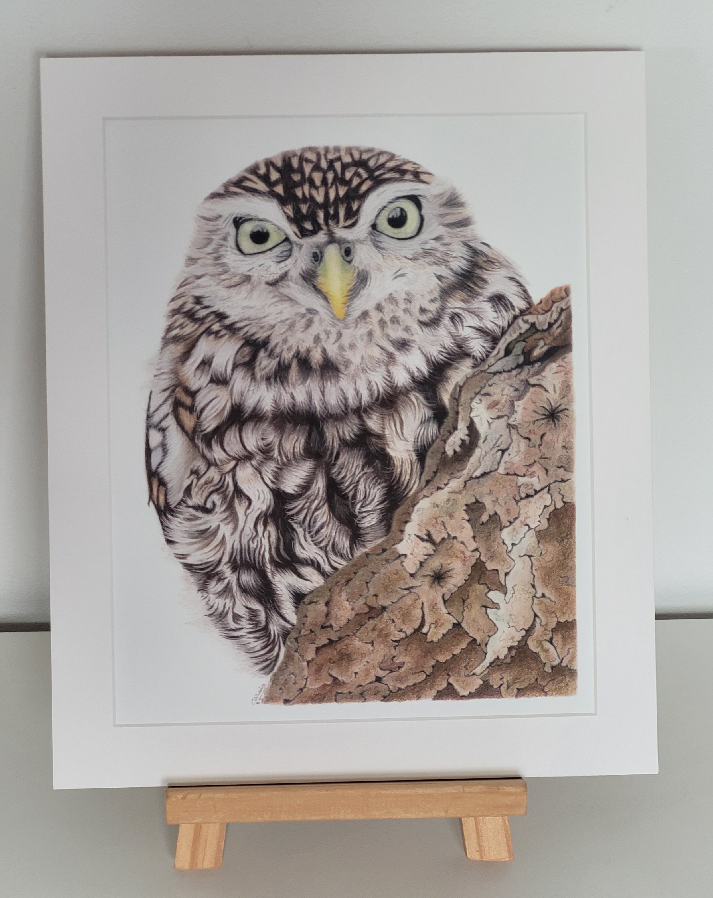 Little owl fine art mounted print.