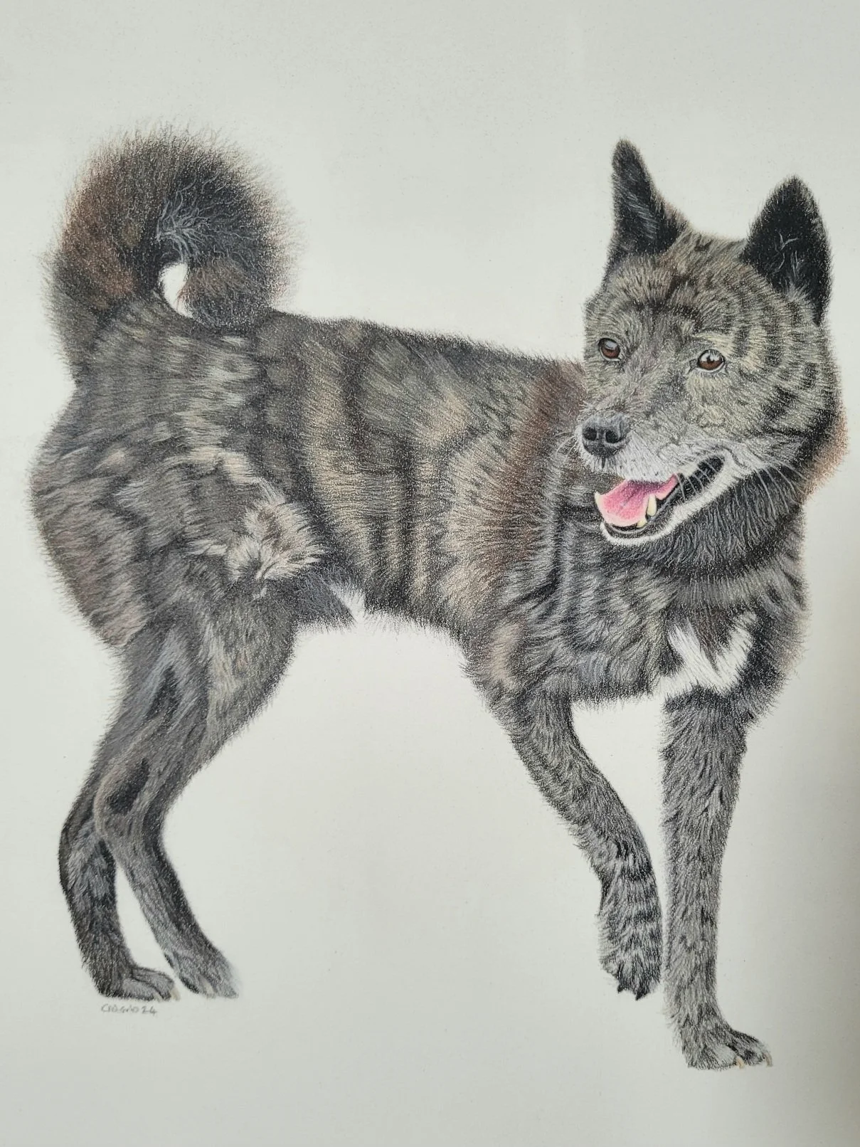 Rescue dog coloured pencil drawing