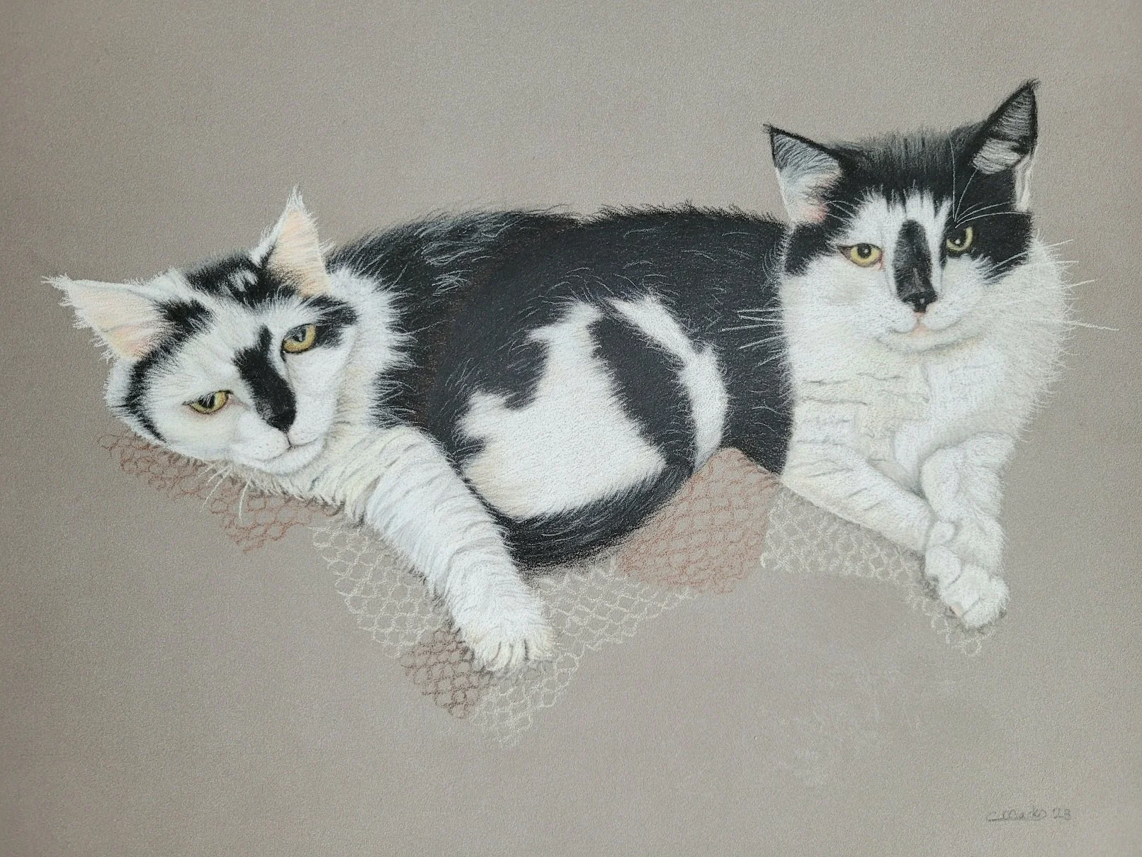 Pair of cats pet portrait
