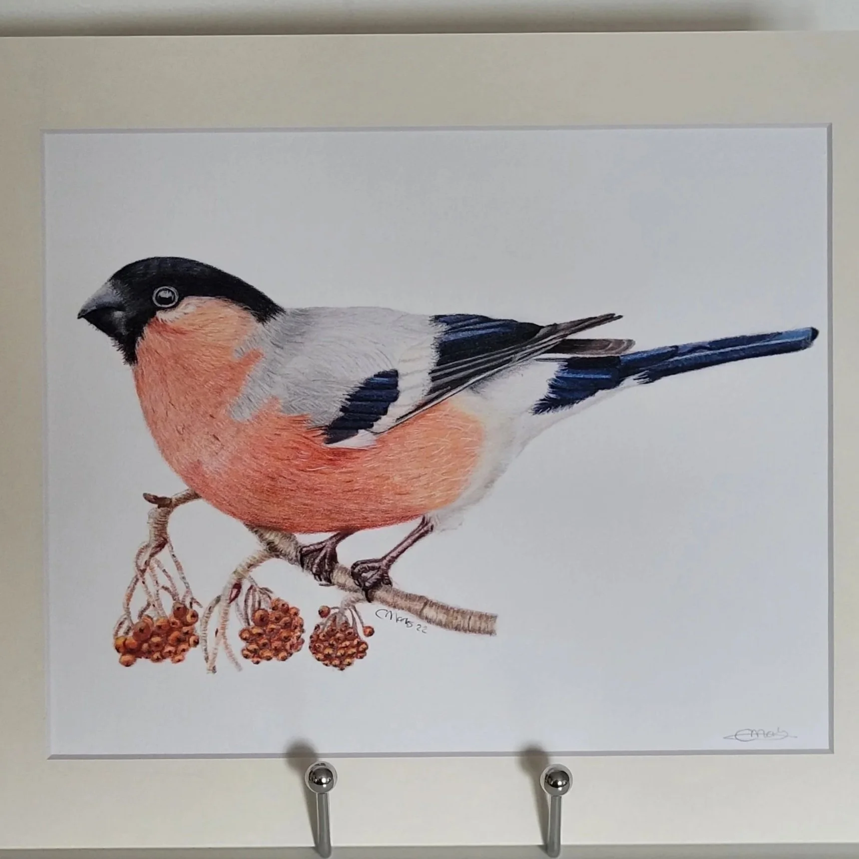 A close up photo of a fine art mounted print of a bullfinch.
