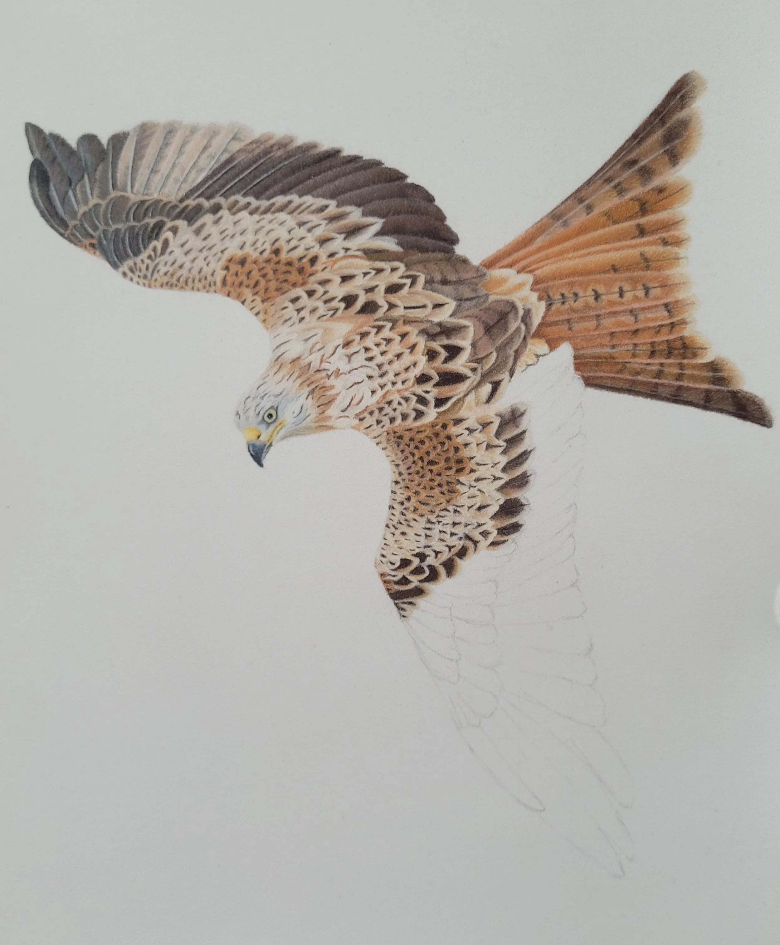 A work in progress drawing of a red kite soaring in the sky.