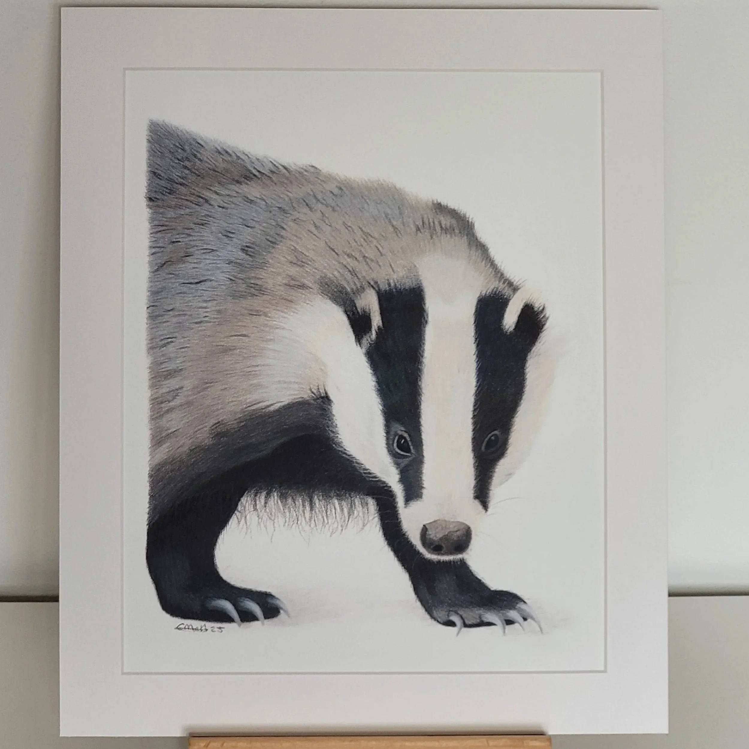 A fine art mounted print of a badger.
