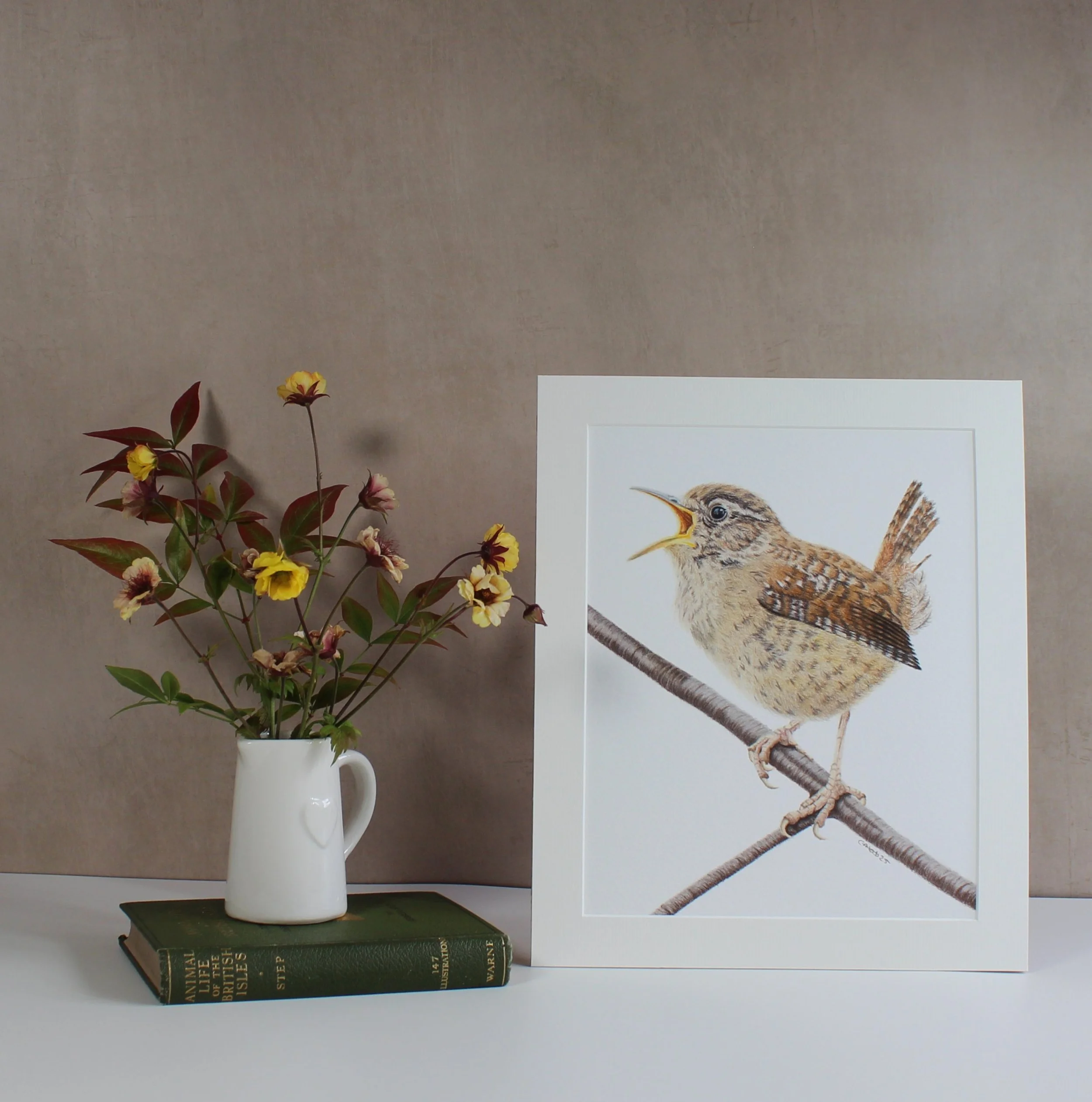 Wren mounted fine art print.