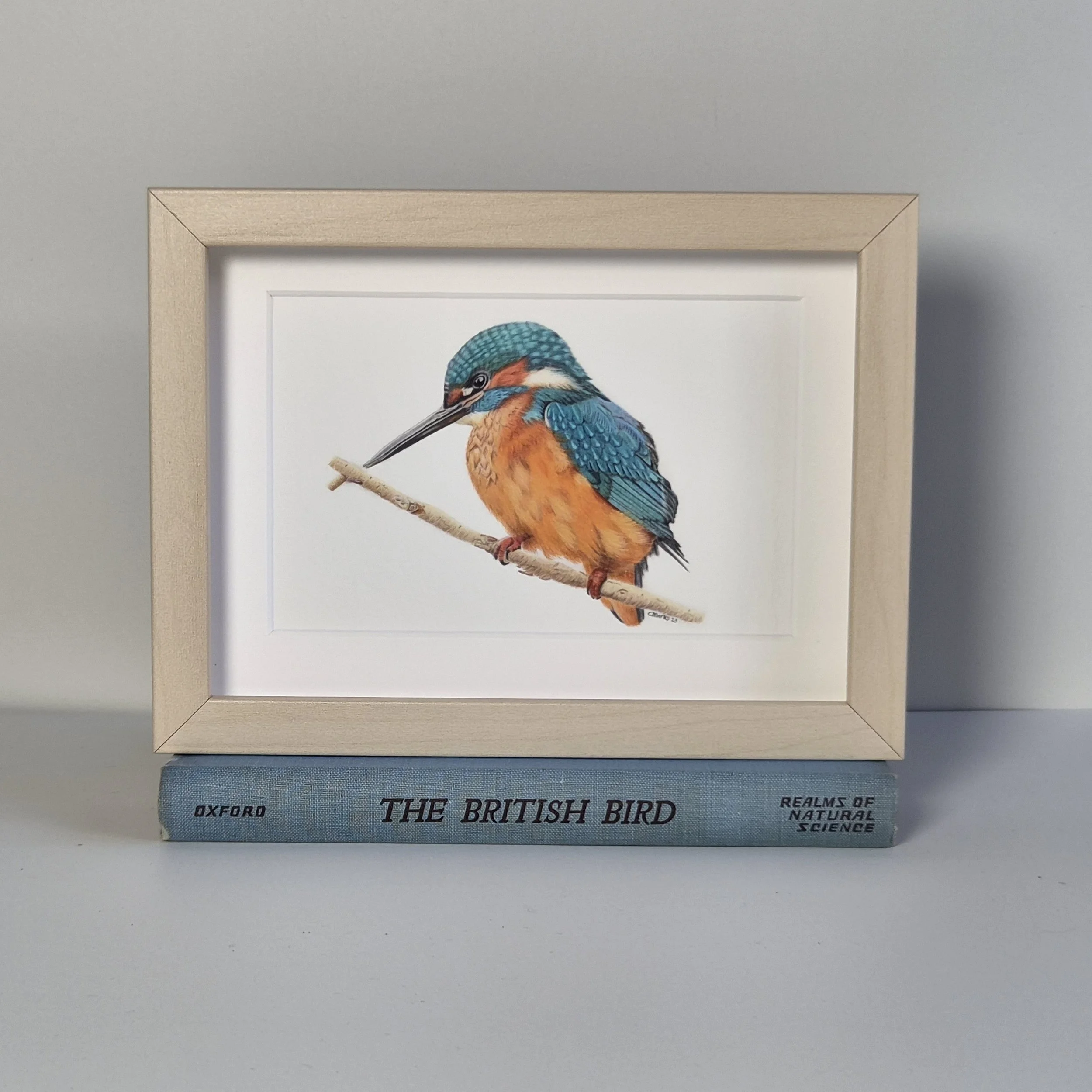 Kingfisher small framed fine art print.