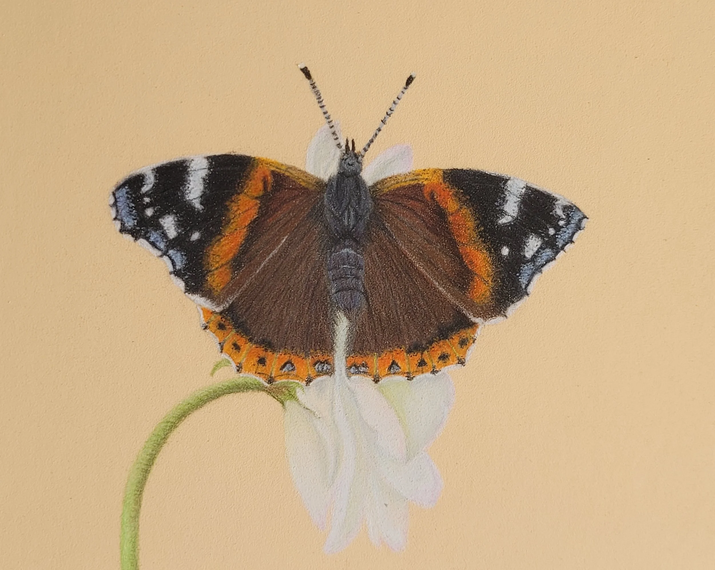 Red admiral butterfly drawing.