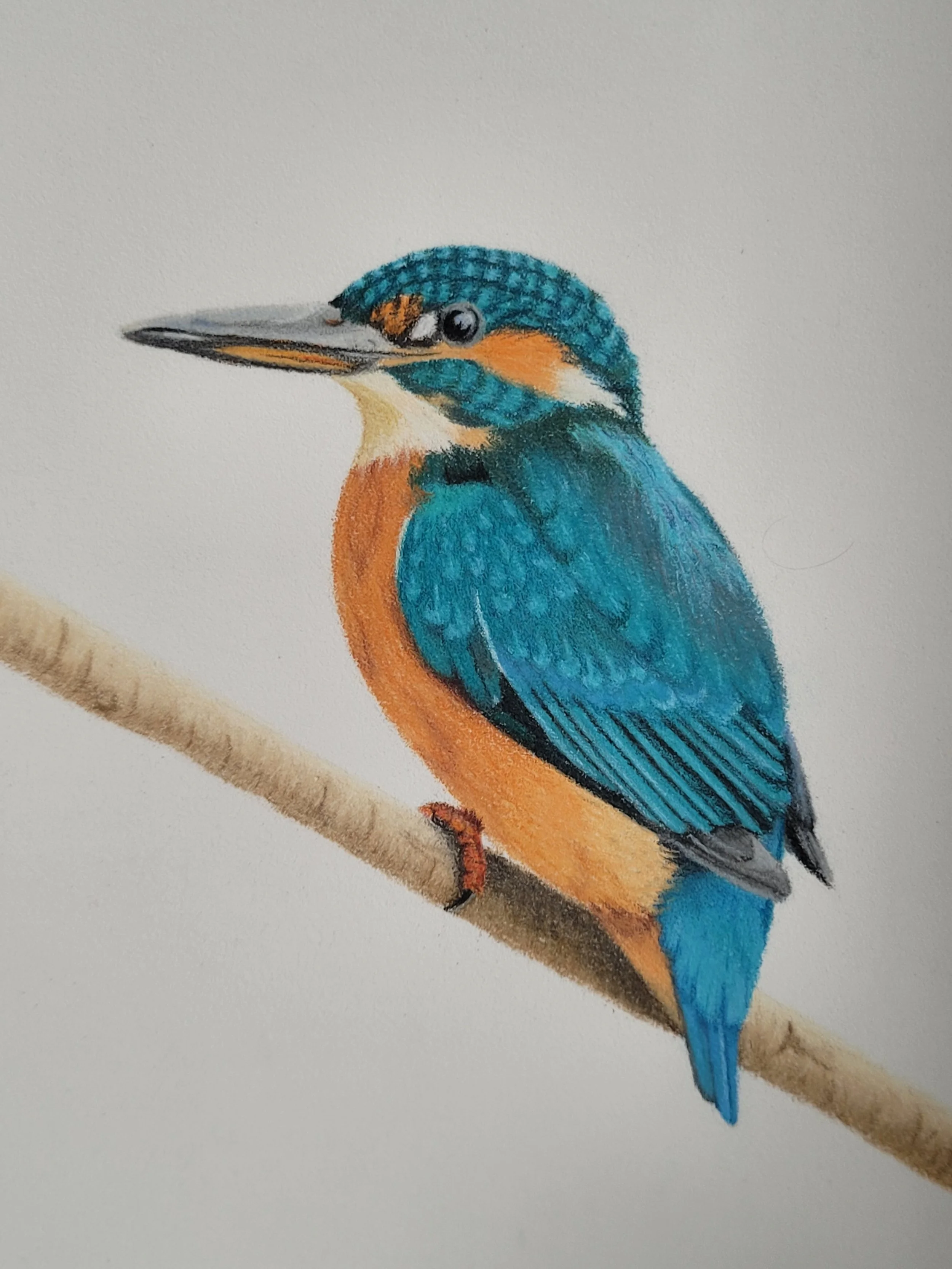 Kingfisher