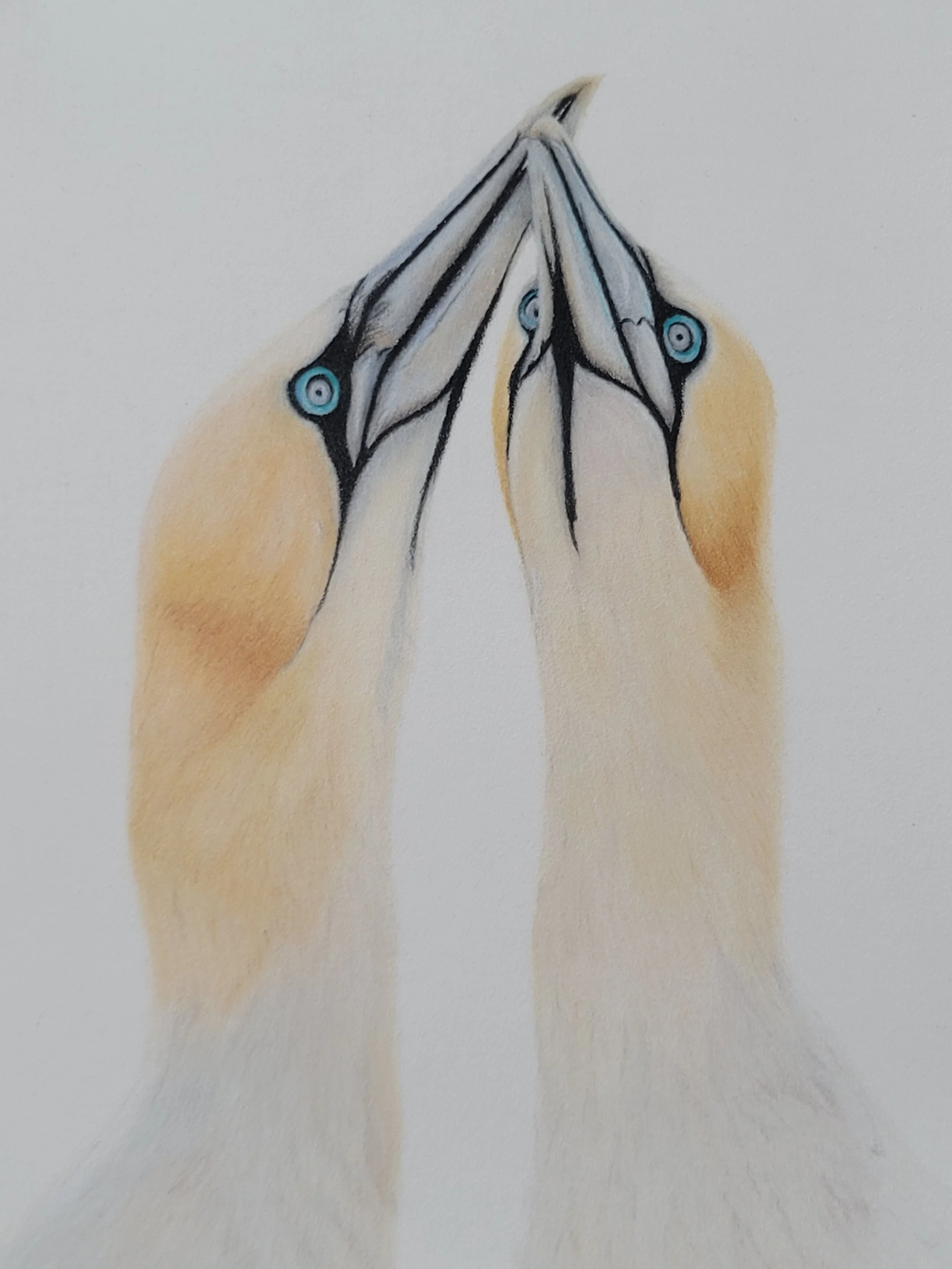 A pair of gannets drawing.