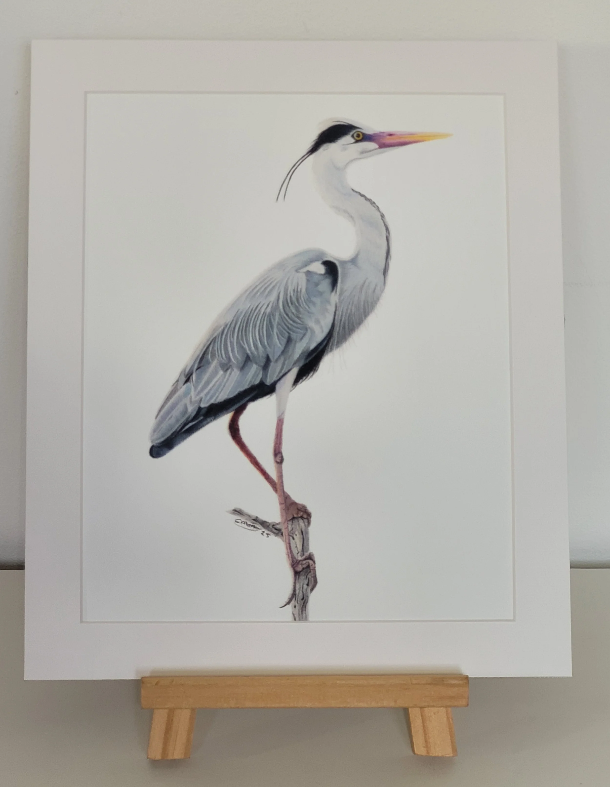 Grey heron fine art print.