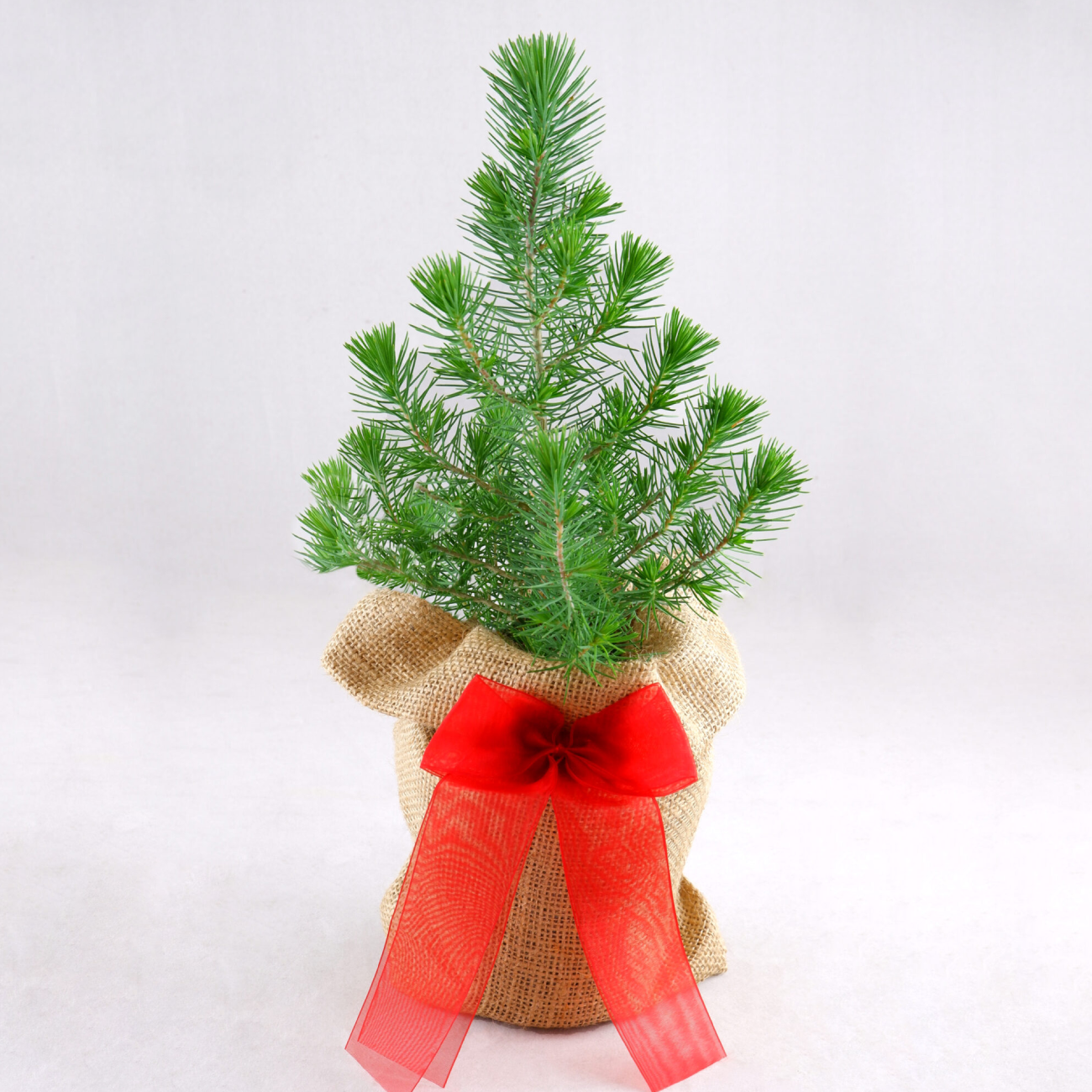 Picea glauca ‘Perfecta’ Pot Grown Christmas Tree in 13cm Pot Hessian