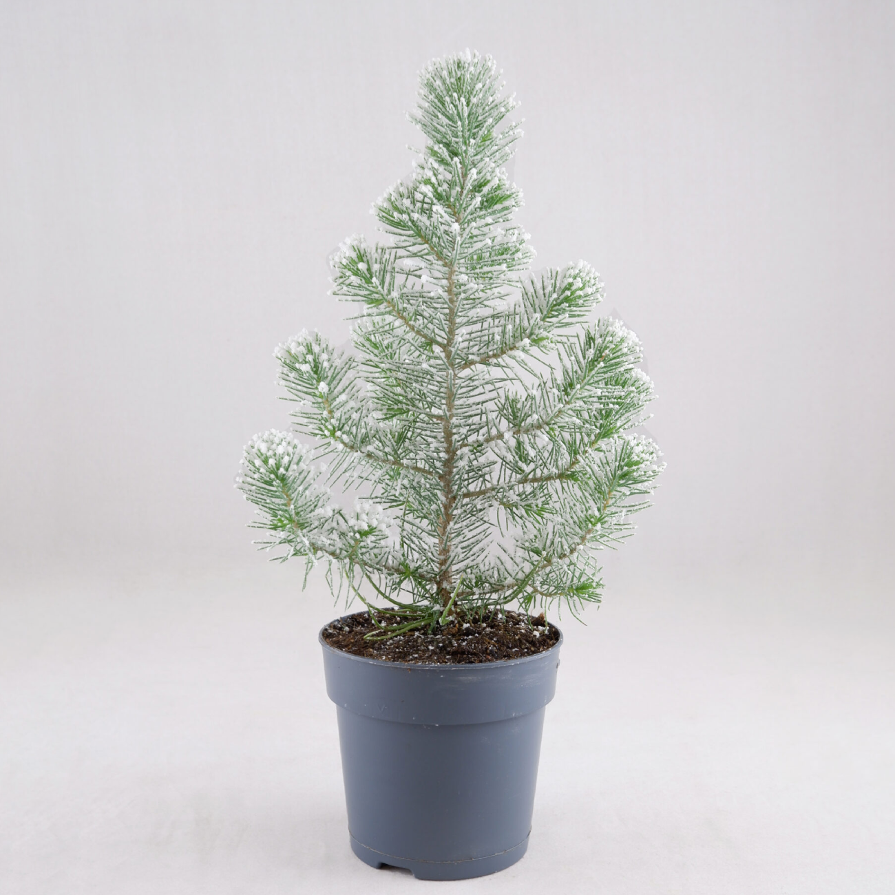 Store — Pot Grown Christmas Trees