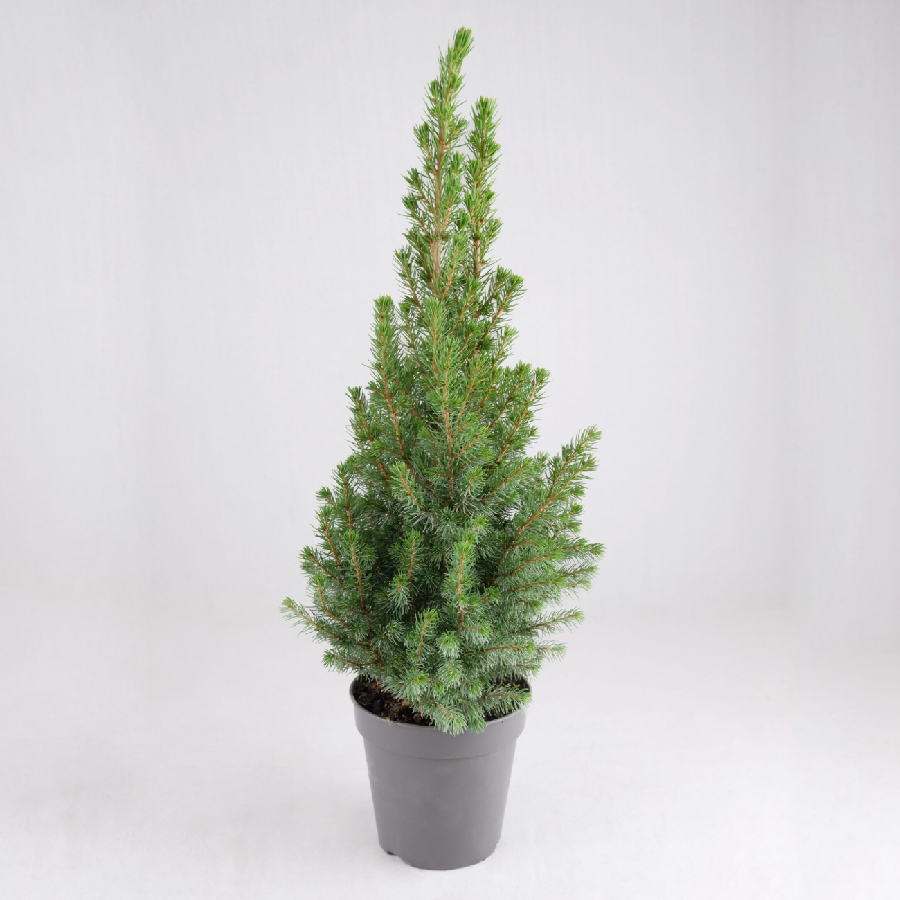 Picea glauca ‘Perfecta’ Pot Grown Christmas Tree in 13cm Pot Hessian