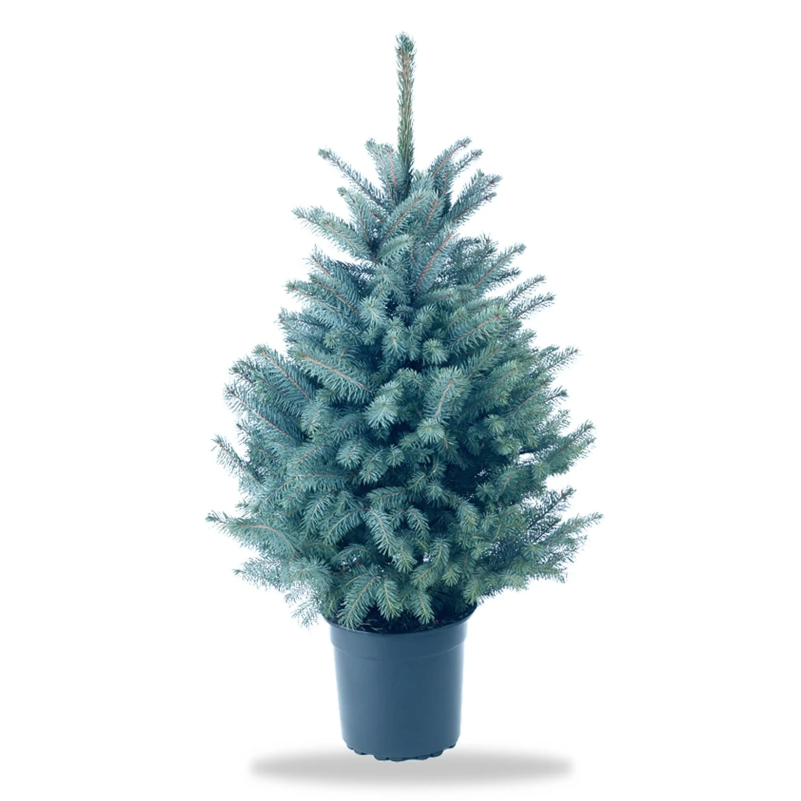 Pot Grown Nordmann Fir Christmas Tree — Pot Grown Christmas Trees