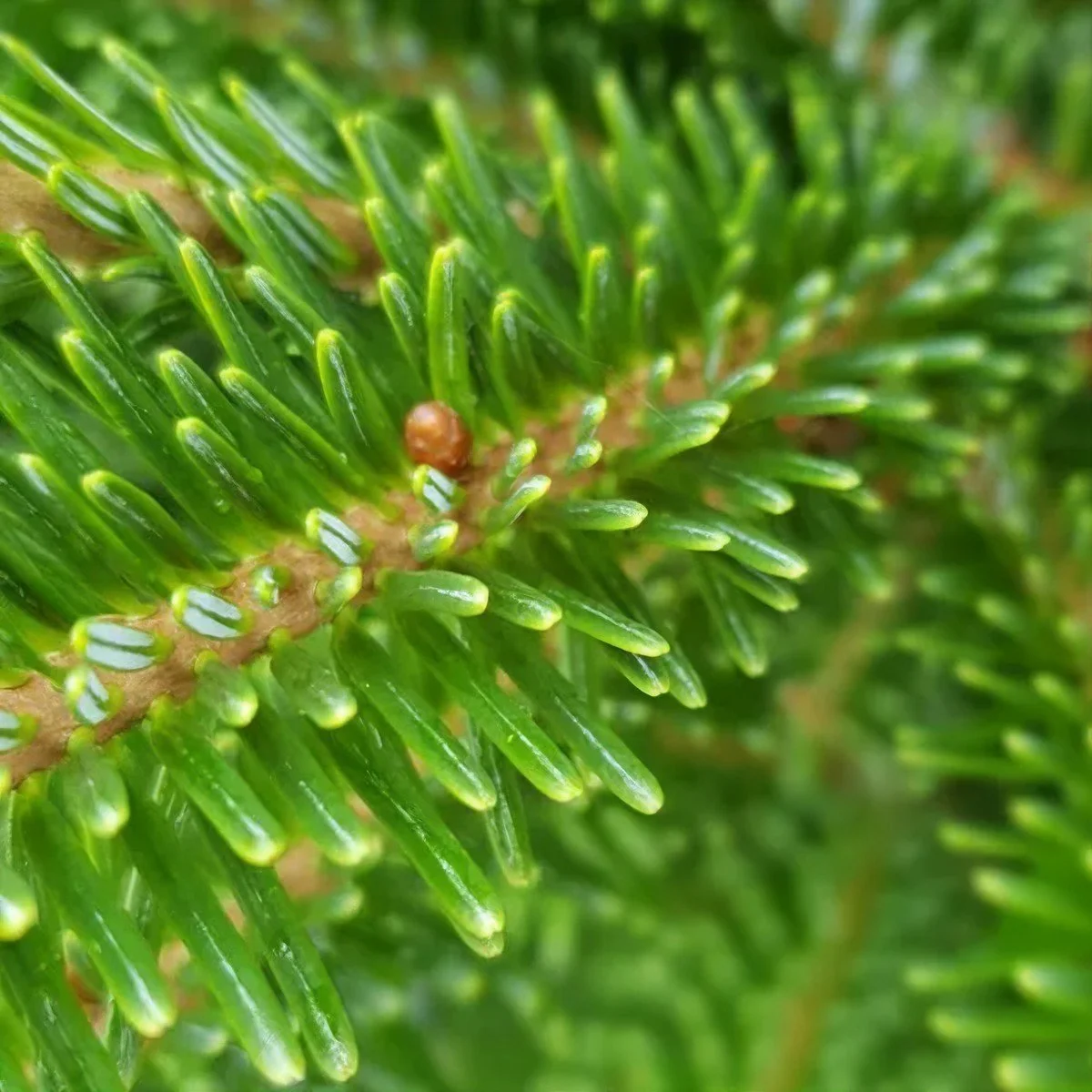 Fraser-fir-close_clipdrop-enhance.jpg