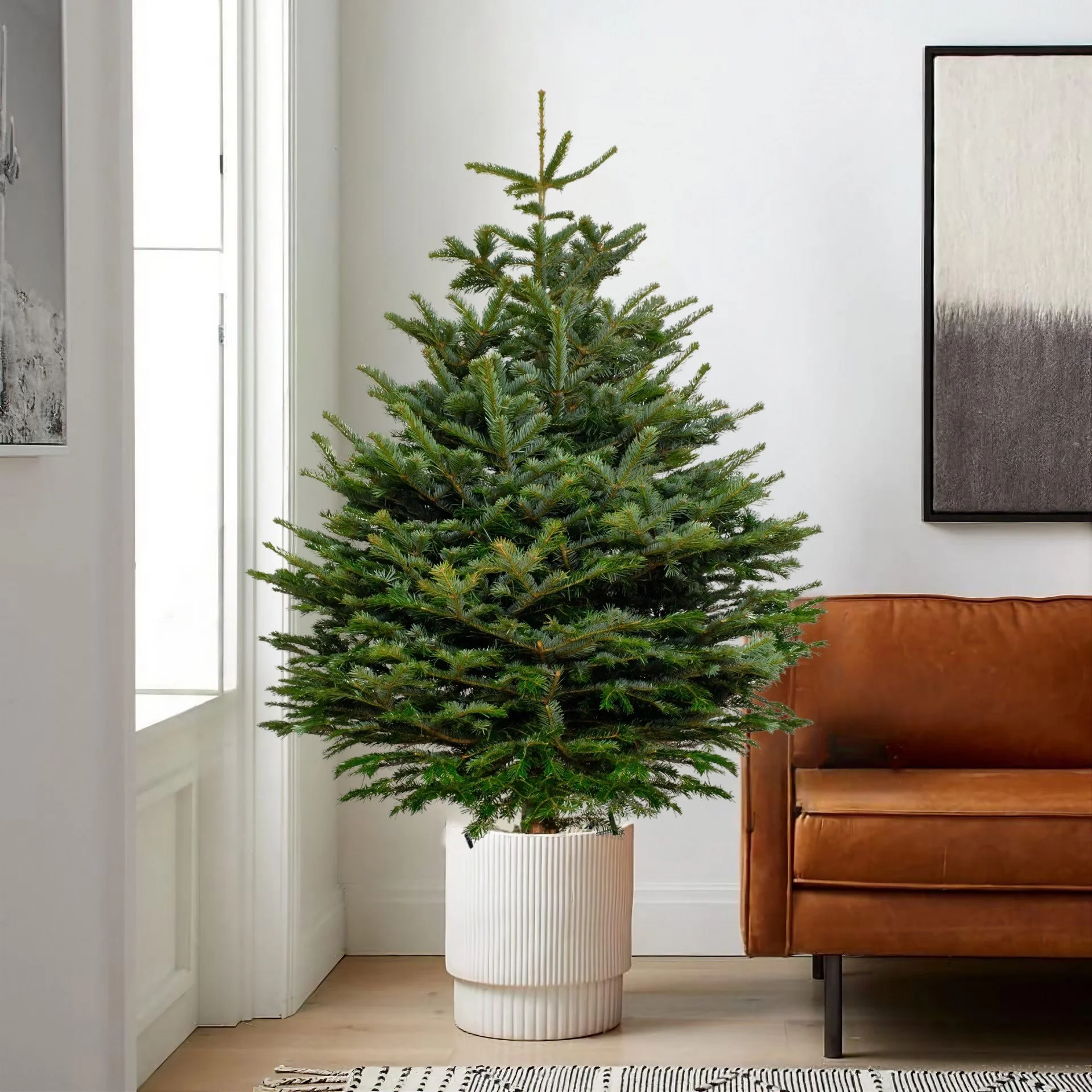 Real Christmas Trees In Pots Real Christmas Trees In Pots