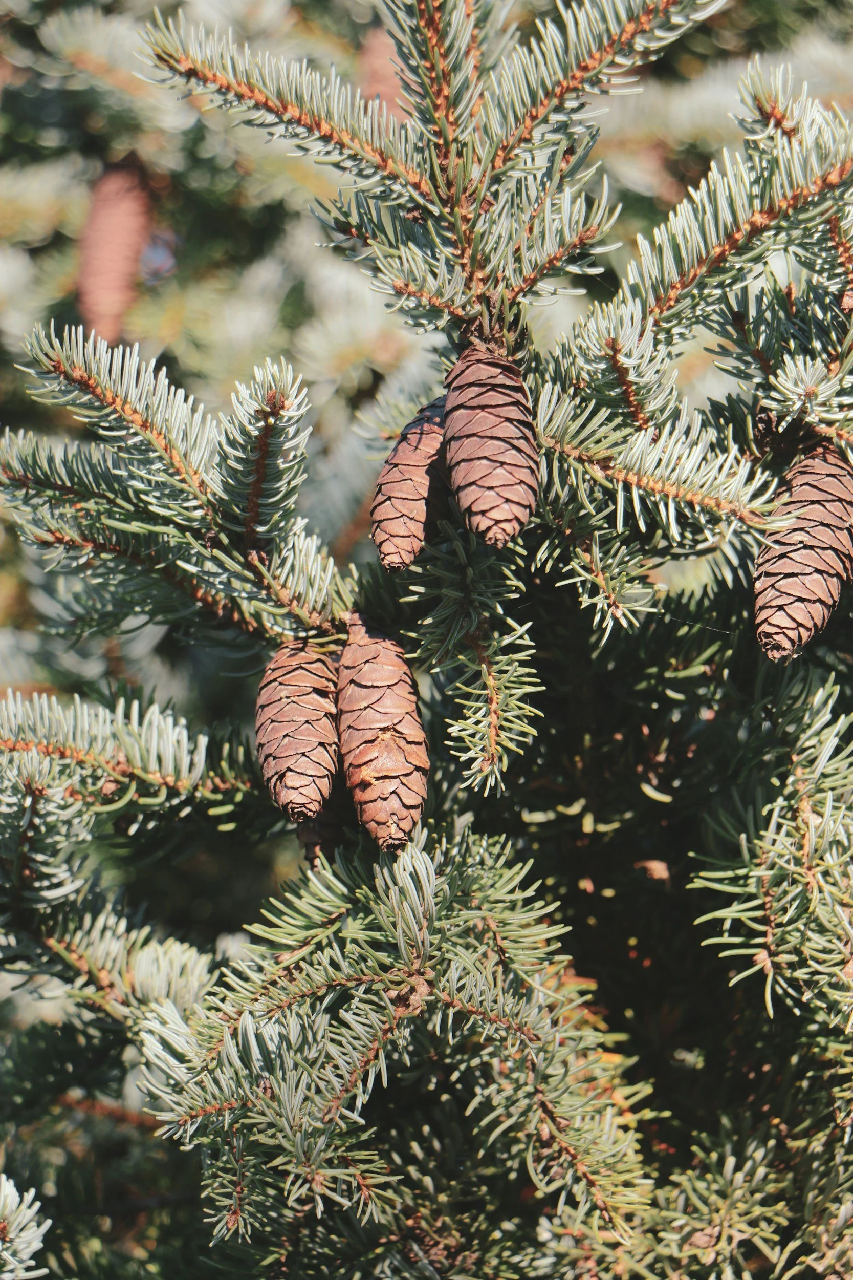 Christmas Tree Removal