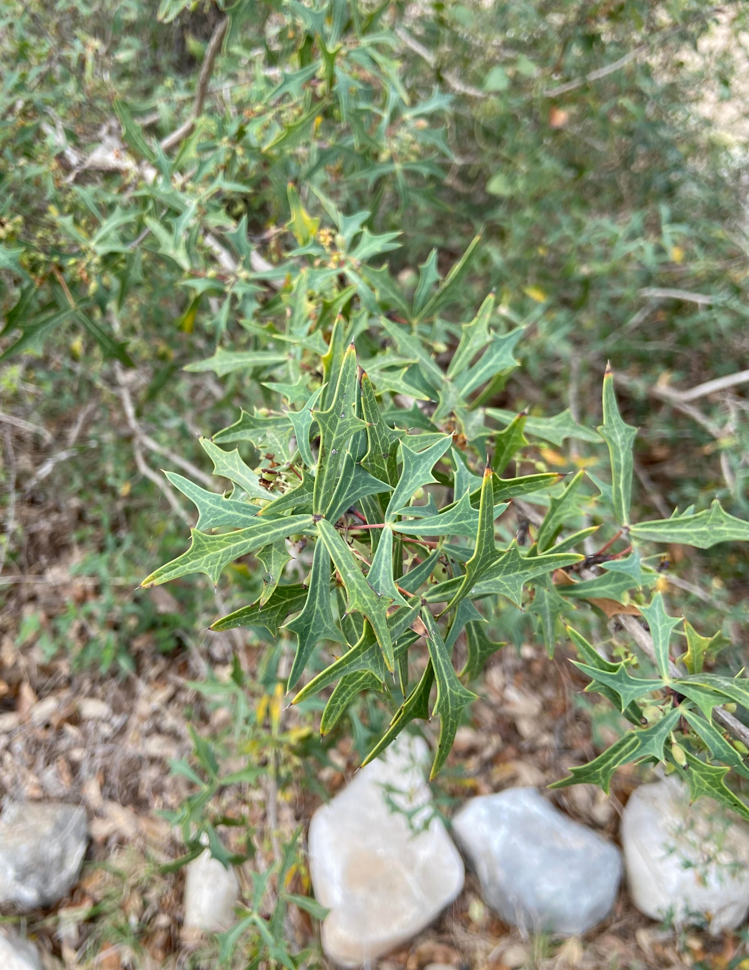 Close-up of a plant, agarita, with spiny, dark green, holly-like leaves, growing among small rocks and gravel.