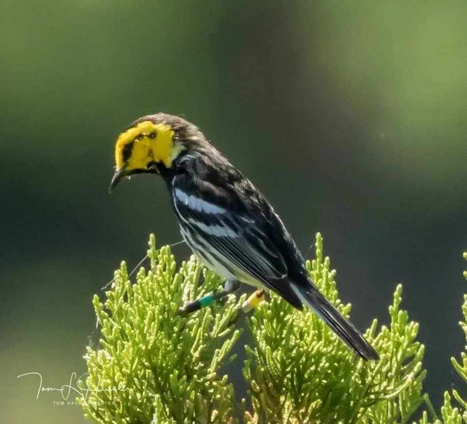 A yellow-headed bird perched on a green plant with a blurred dark background.