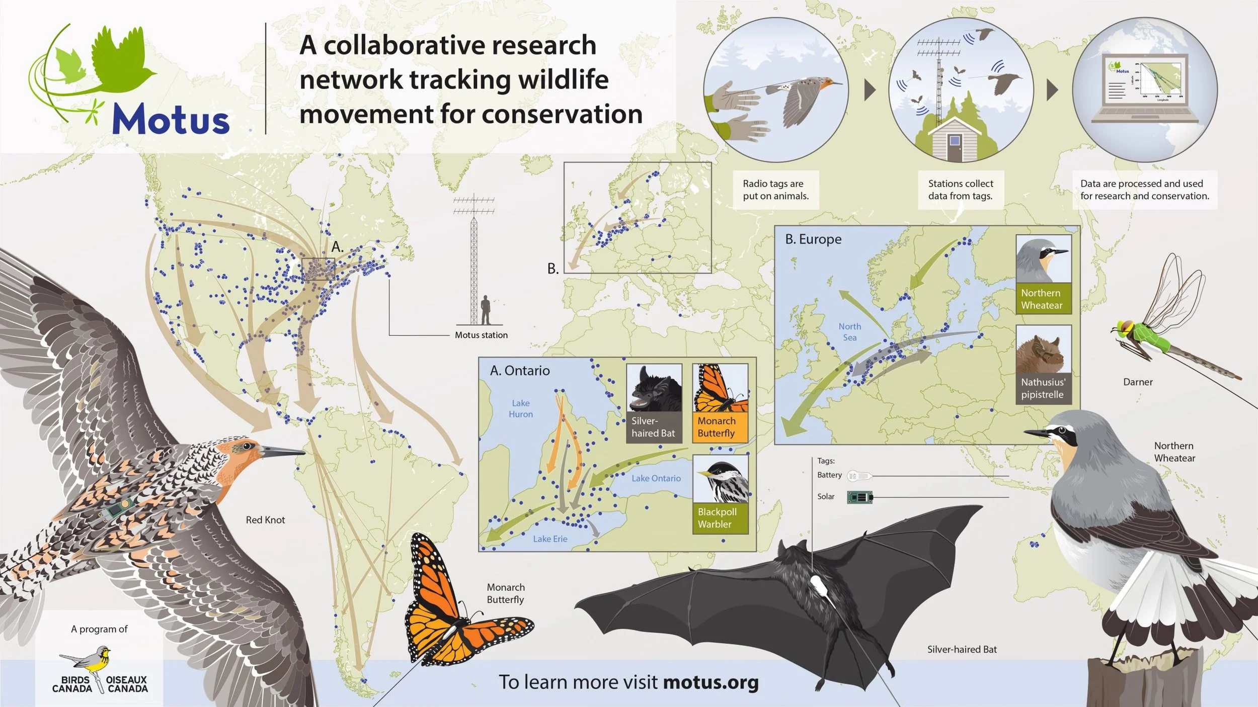 Map illustrating a collaborative wildlife research network tracking bird and bat movements in North America and Europe, with dotted lines indicating migration paths, and images of various bird and bat species, along with data collection stations and tags.