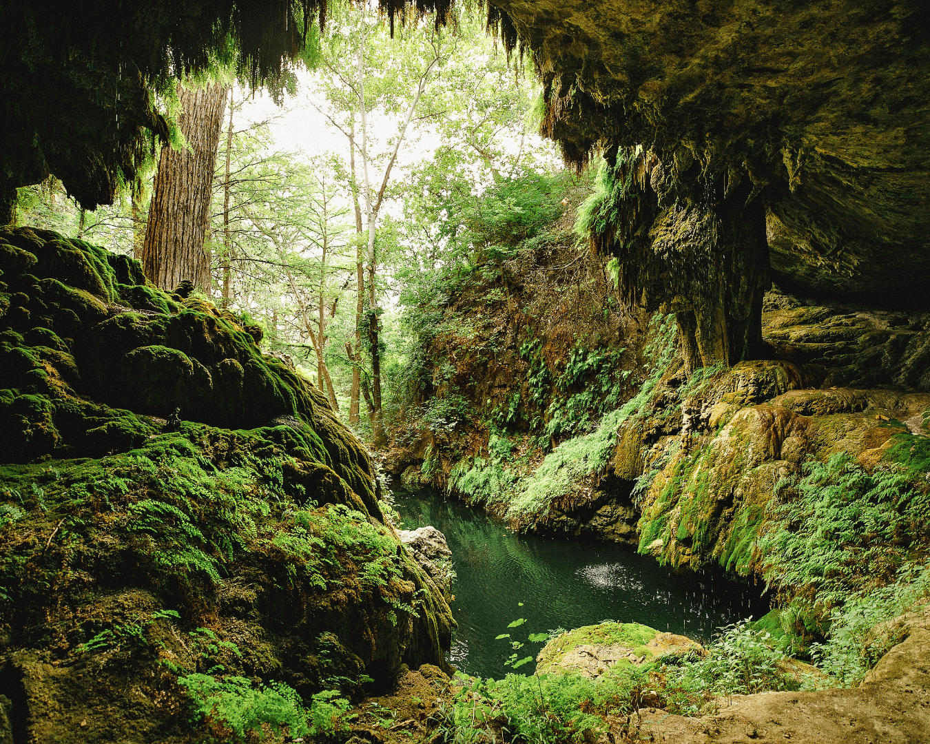 A view from inside a cave looking out toward a lush, green forest with tall trees and moss-covered rocks, and a small dark pond or water body at the cave's entrance.