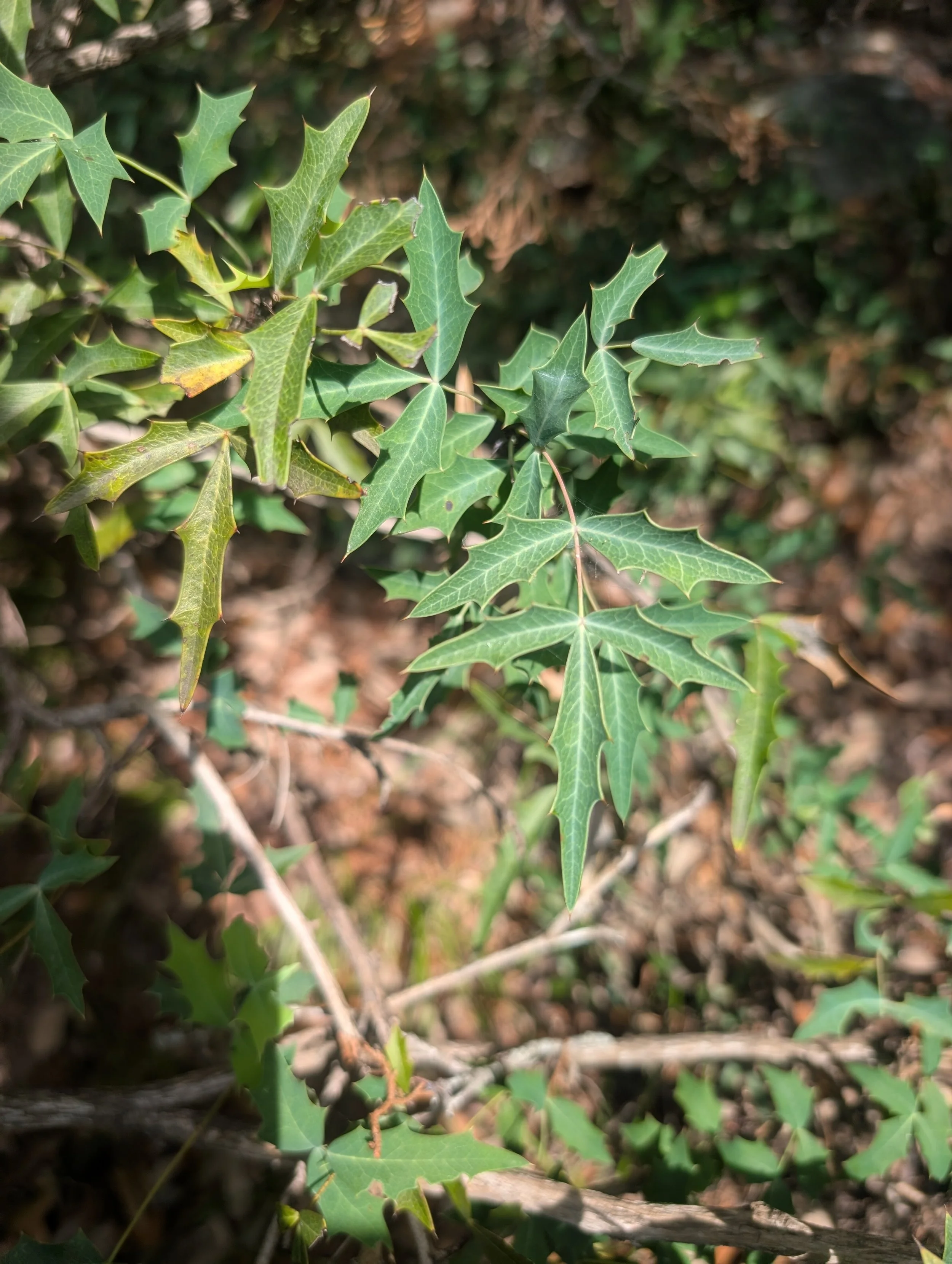 Close-up of green leaves, a agarita and barberry hybrid, with spiky edges, some with yellowish spots, on a bush with blurred background.