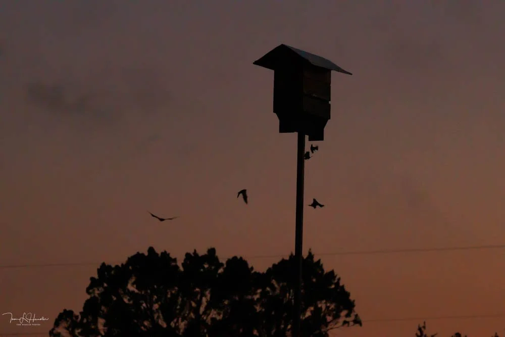 Silhouette of a birdhouse on a tall pole with three birds flying nearby, against a dusky sky with trees below.