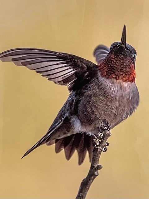 A hummingbird with a red throat perched on a small branch.