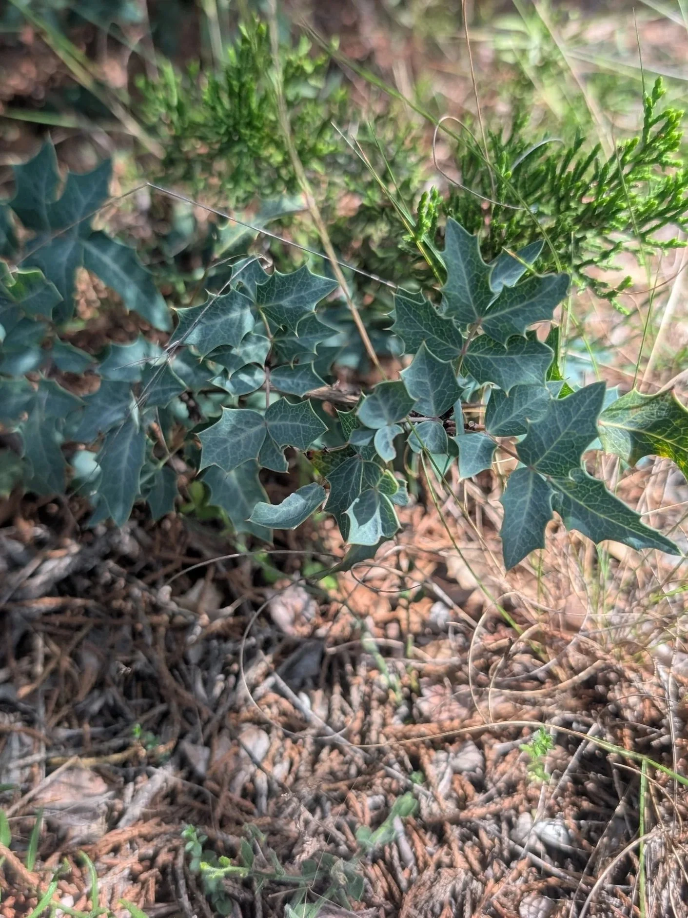 Close-up of ground cover with green barberry leaves, some small green plants, and dried plant debris on soil.