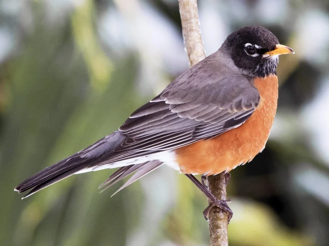A bird with a black head, orange breast, grey back, perched on a branch with a blurred green and white background.