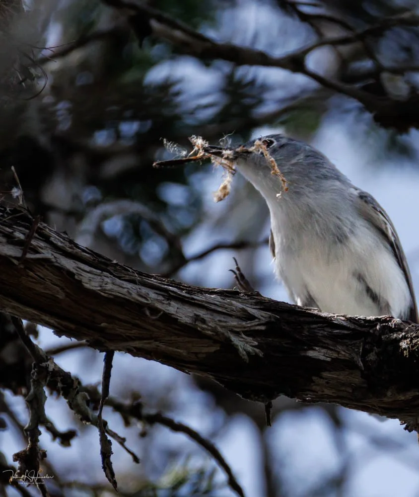 Blue-grey Gnatcatcher carrying nesting materials.