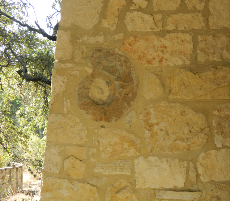 Close-up of a stone wall with a fossilized ammonite shell embedded in the stone, next to trees and sunlight in the background.
