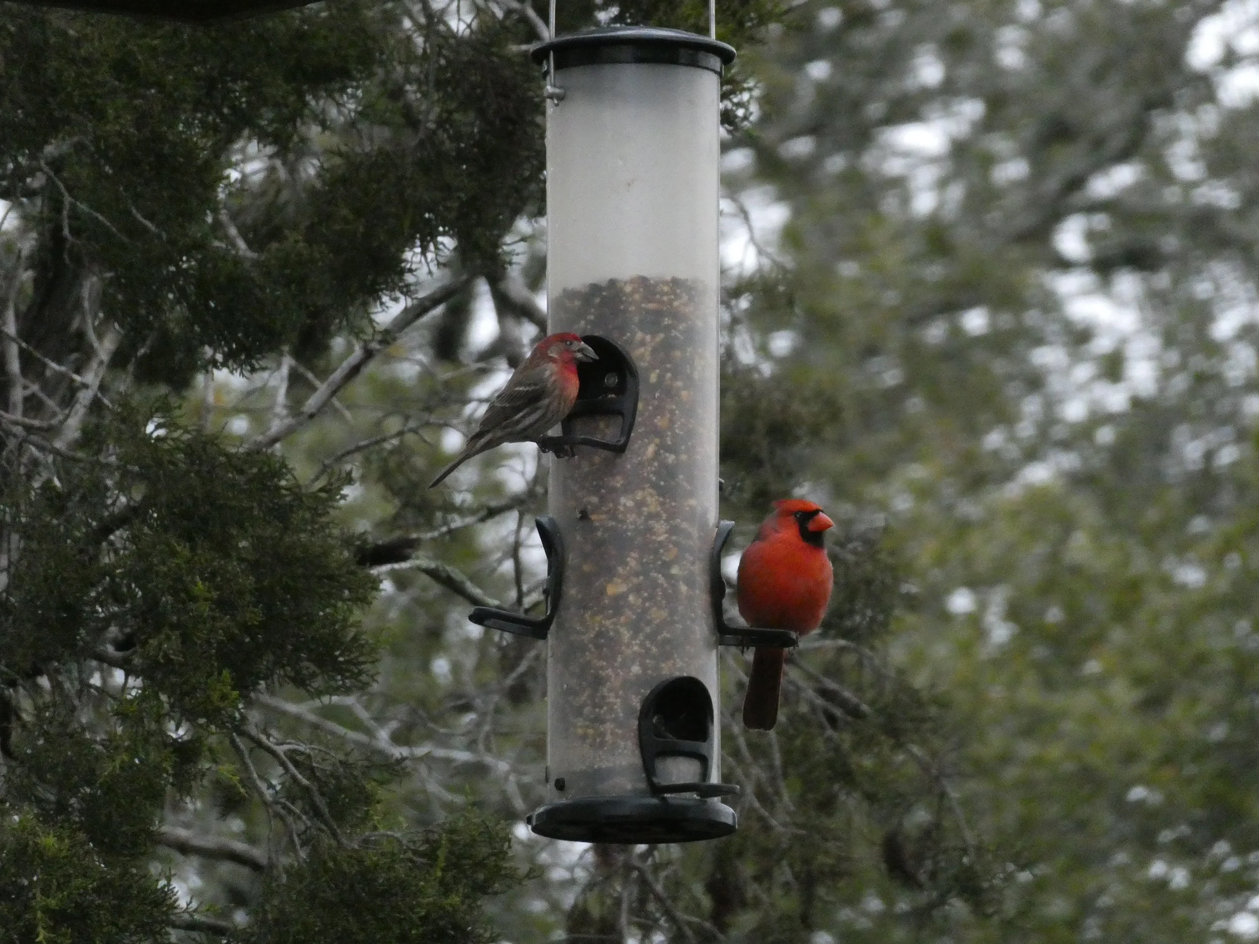 Bird feeder station with three feeders and multiple small birds, set against a background of green trees and bushes.
