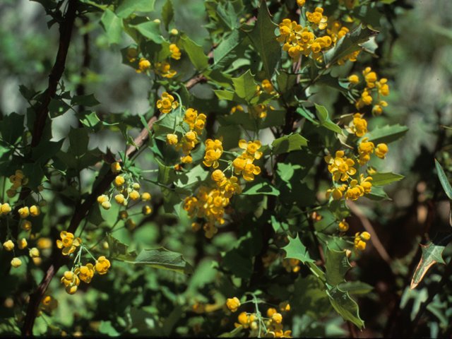 Green shrub with small yellow flowers and jagged leaves.
