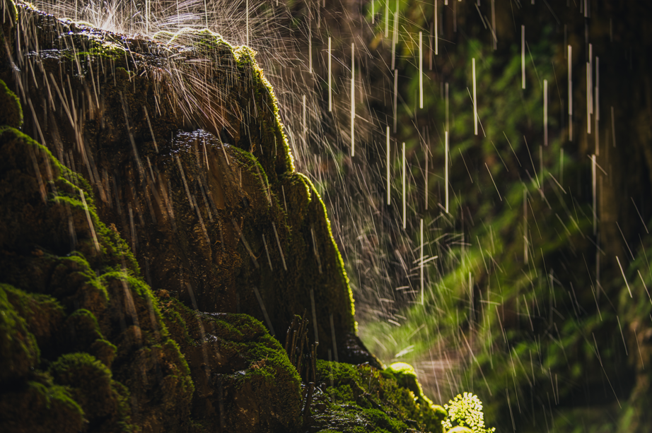 A moss-covered rock with water dripping down it and sunlight highlighting the water droplets in a natural outdoor setting.