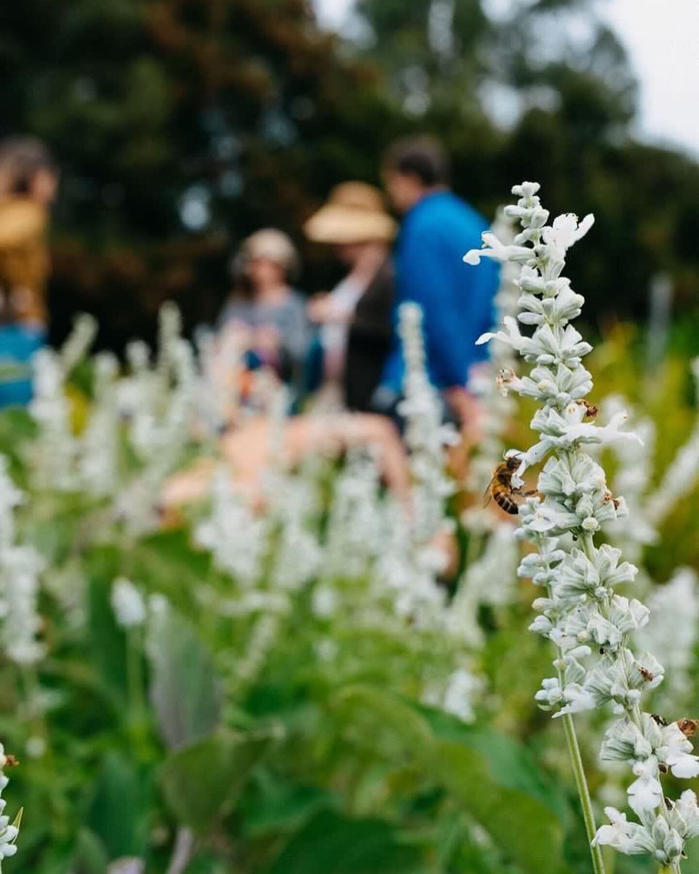 Ryan and I recently attended a personalised Introduction to Herbalism workshop with Tamara @fromthesoilherbal. We learnt foraging fundamentals including how to spot and harvest common medicinal weeds and plants,  herbal processing and preparations of
