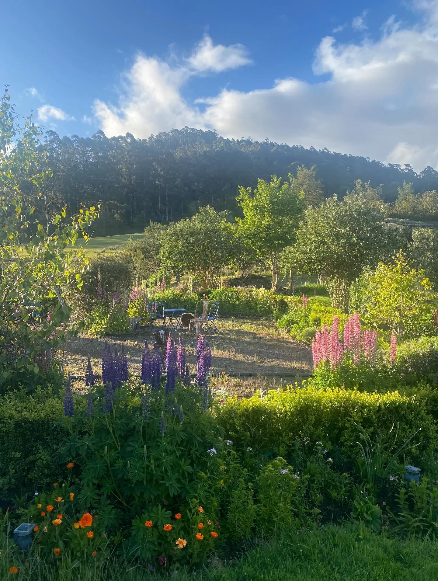 Spring, you've been a wild, wet and windy beast. The elements so alive and ferocious yet (and thankfully) sprinkled with so many lovely moments in amongst it. Dawn and dusk, the briefest moments in the day where this stunning stillness and angelic li