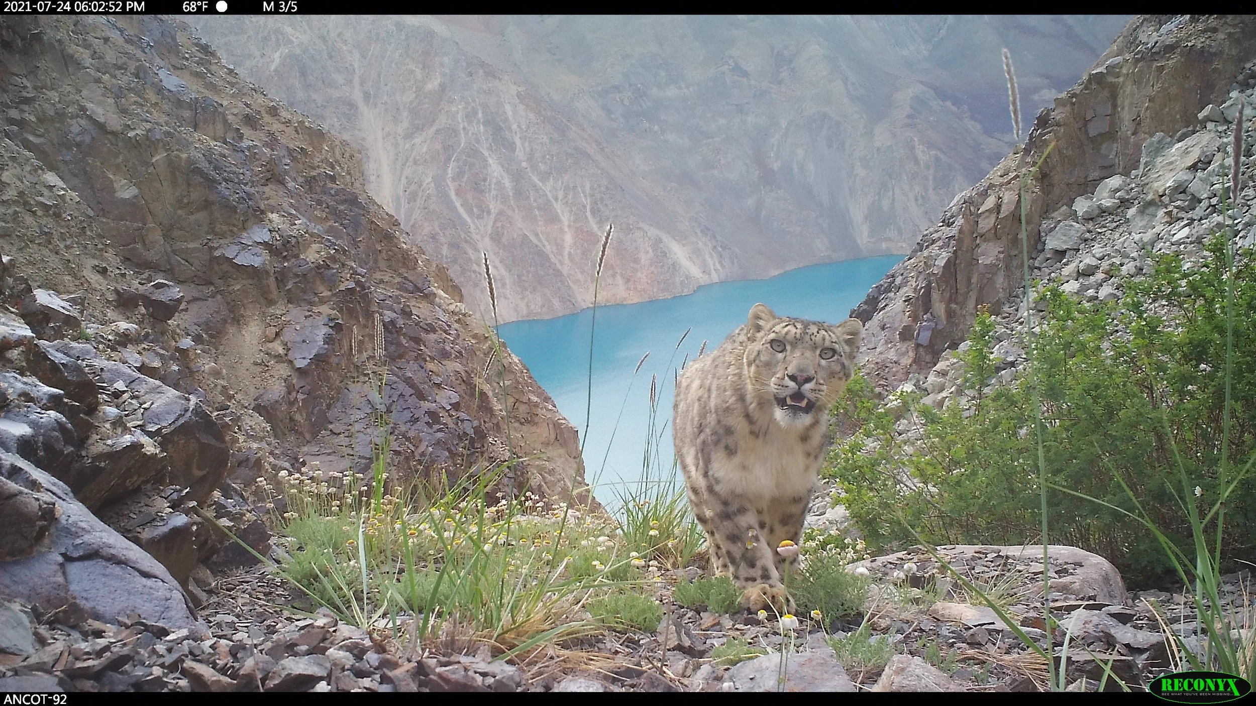 Snow Leopard above Lake Sarez, Tajikistan (credit TNF)