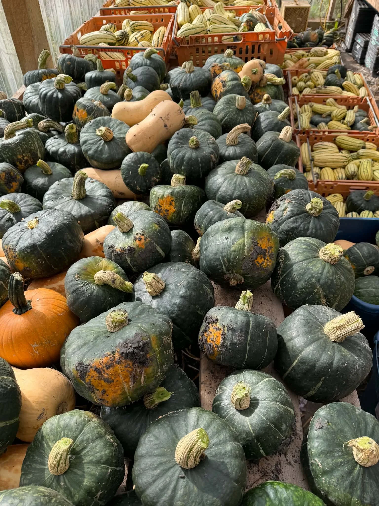 fallcsa.jpeg