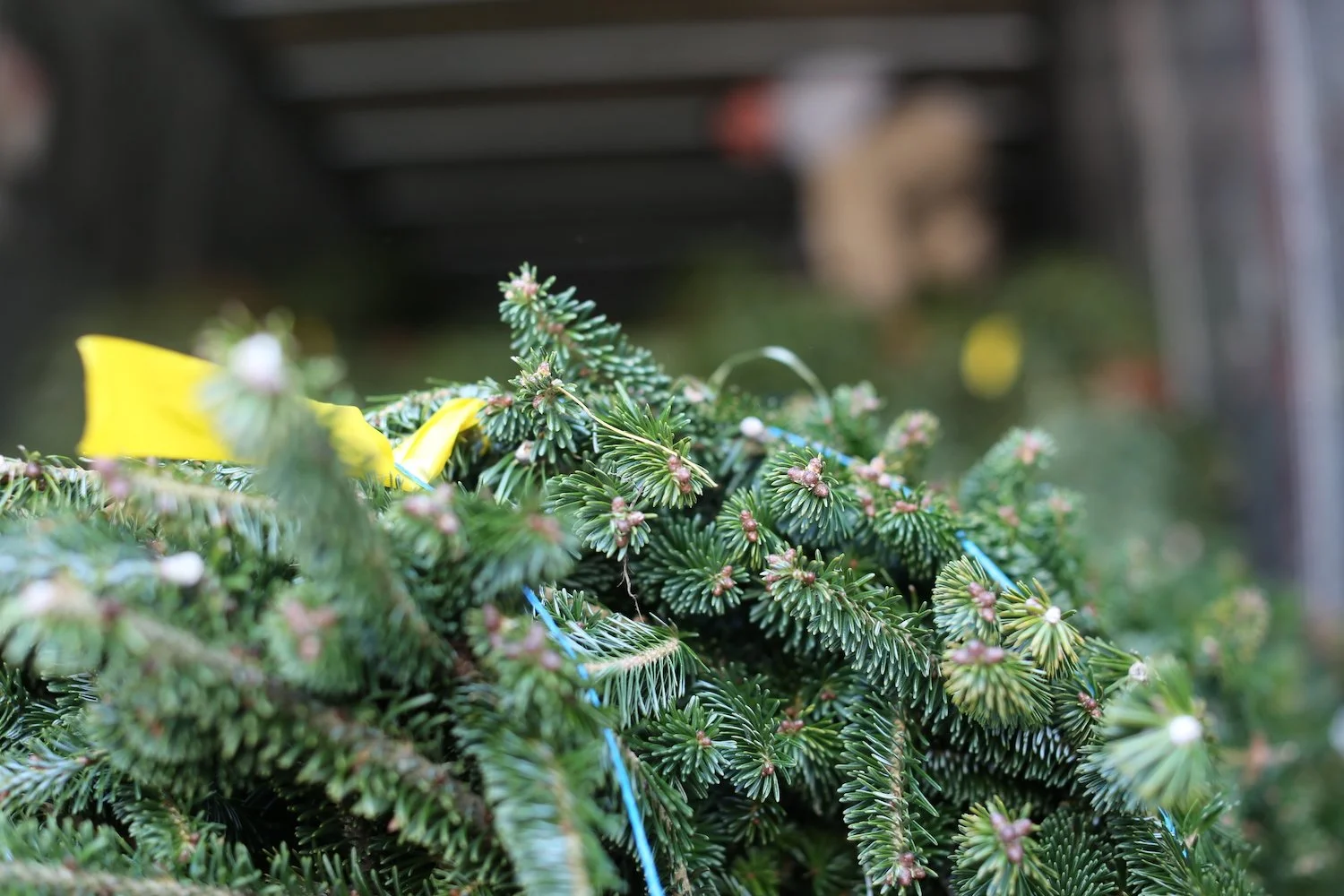 Wholesale Christmas Trees — Cedar Grove Christmas Trees