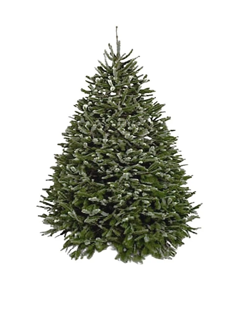 Wholesale Christmas Trees — Cedar Grove Christmas Trees