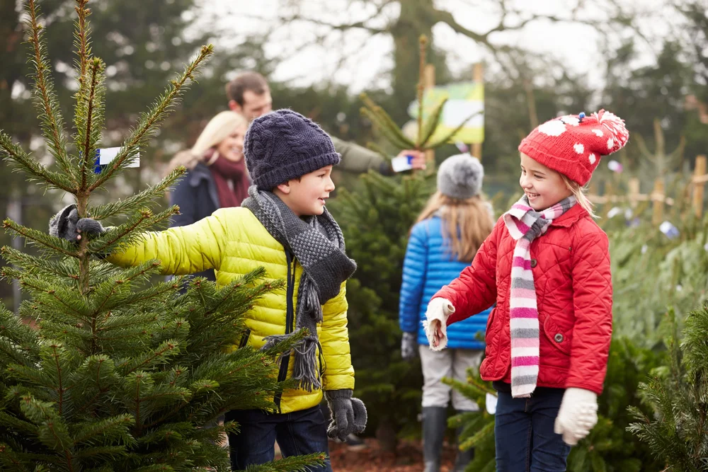 Premium Christmas Trees Fraser, Balsam & Noble Fir Pick The Perfect Tree Visit us in Cedar