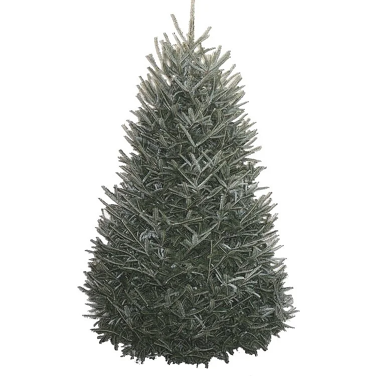 Order Your Christmas Tree Online. Free Home Delivery! — Cedar Grove