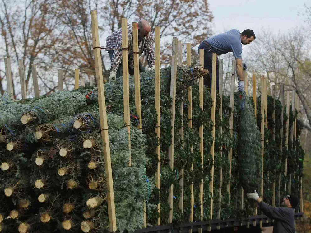 Wholesale Christmas Trees — Cedar Grove Christmas Trees