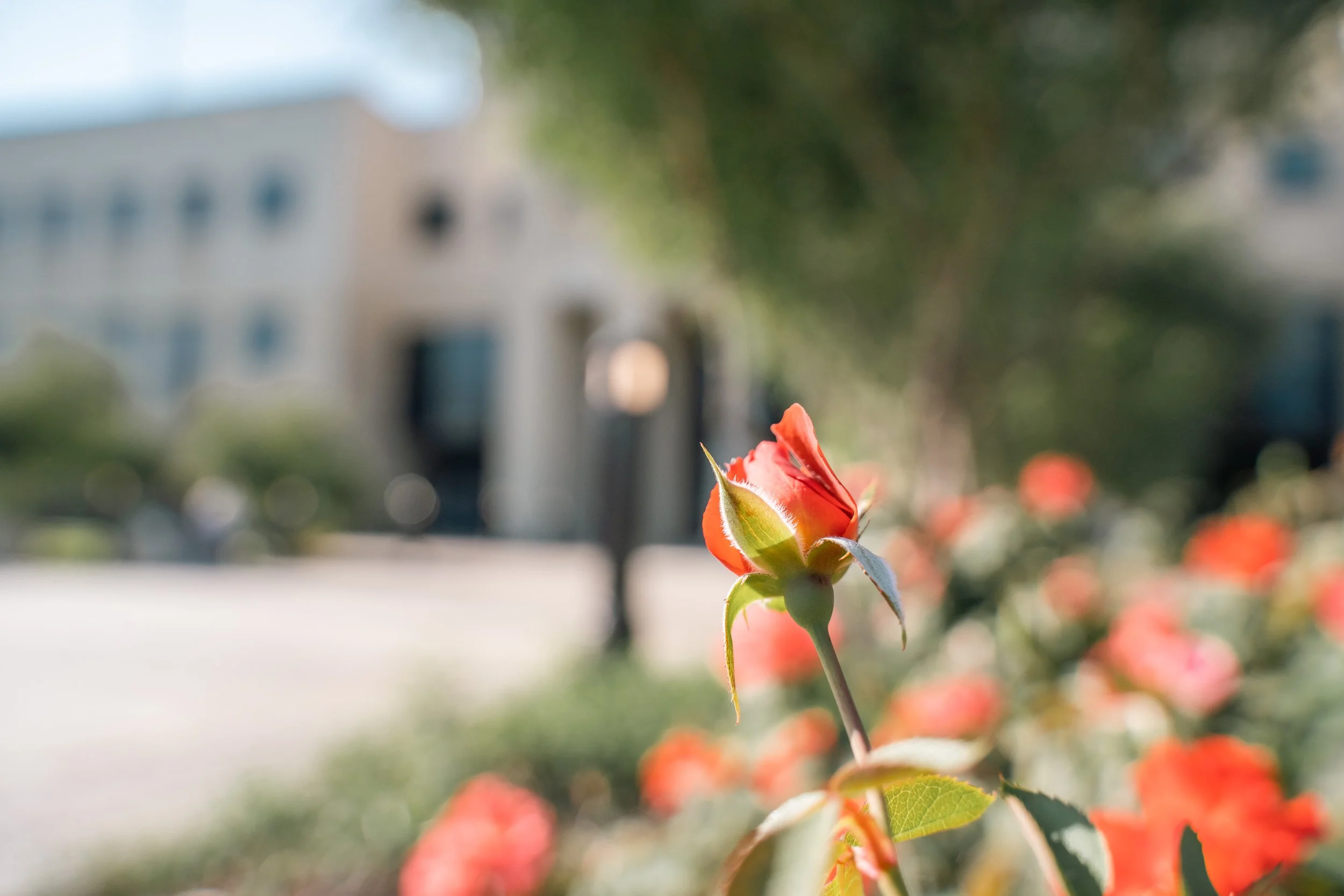 Planting and Irrigation Design